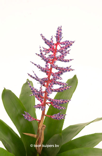 Aechmea Blue Rain